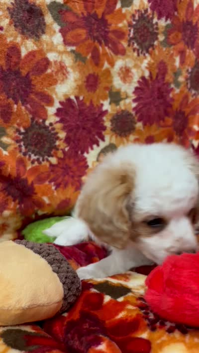 Toby, a male Bichon Frise and Poodle - Miniature  for sale in Perris, CA – 7 of 7