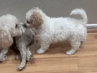 Charlie, a male Bichon Frise and Poodle - Miniature  for sale in Perris, CA – 4 of 7