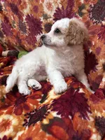 Toby, a male Bichon Frise and Poodle - Miniature  for sale in Perris, CA – 3 of 7