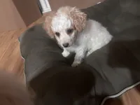 Charlie, a male Bichon Frise and Poodle - Miniature  for sale in Perris, CA – 2 of 7