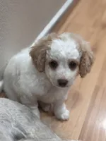 Charlie, a male Bichon Frise and Poodle - Miniature  for sale in Perris, CA – 6 of 7