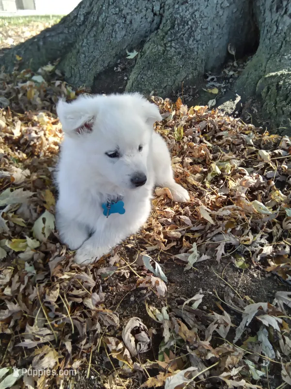 Duffy – American Eskimo puppy for sale in Greencastle, PA