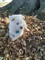 Duffy, a male American Eskimo for sale in Greencastle, PA – 1 of 2