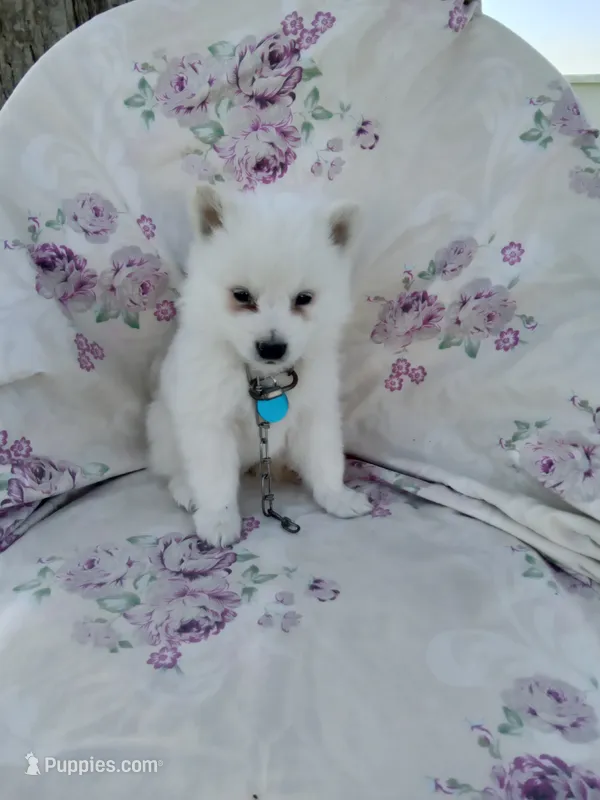 Bobby – American Eskimo puppy for sale in Greencastle, PA