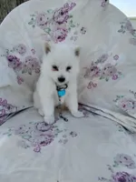 Bobby, a male American Eskimo for sale in Greencastle, PA – 1 of 3