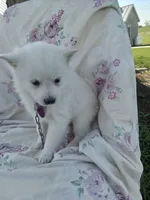 Lilac , a female American Eskimo for sale in Greencastle, PA – 2 of 3