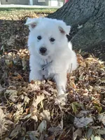 Roxy , a male American Eskimo for sale in Greencastle, PA – 2 of 3