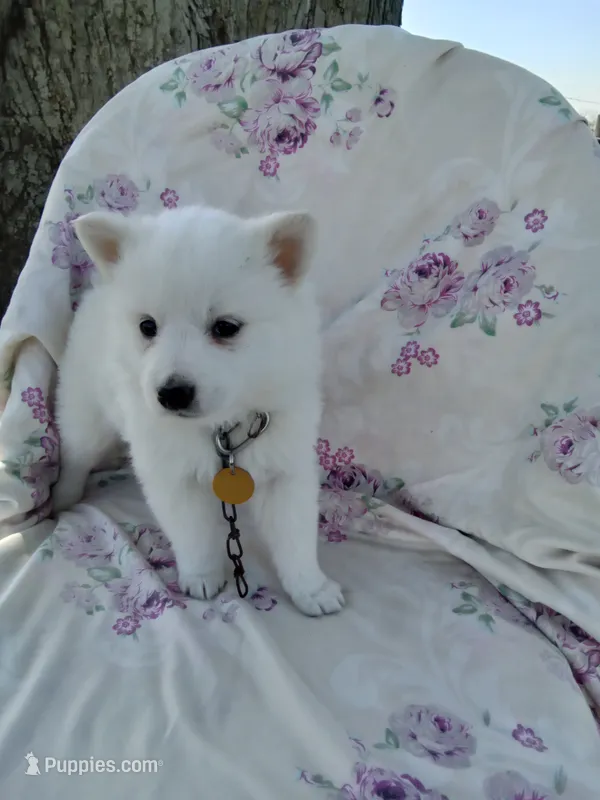 Dandelion  – American Eskimo puppy for sale in Greencastle, PA