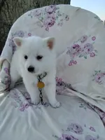 Dandelion , a female American Eskimo for sale in Greencastle, PA – 1 of 3