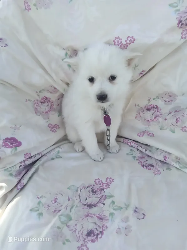 Lilac  – American Eskimo puppy for sale in Greencastle, PA