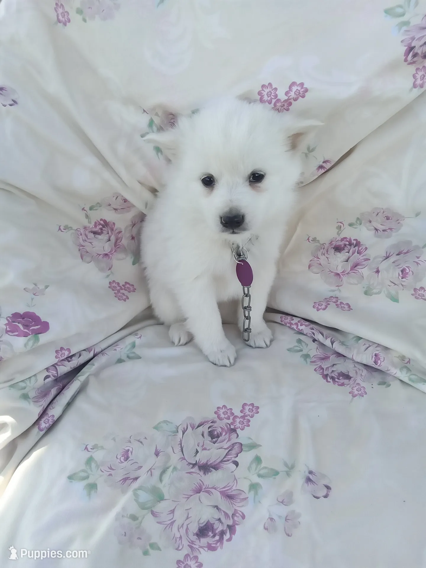 Lilac , a female American Eskimo for sale in Greencastle, PA – 1 of 3