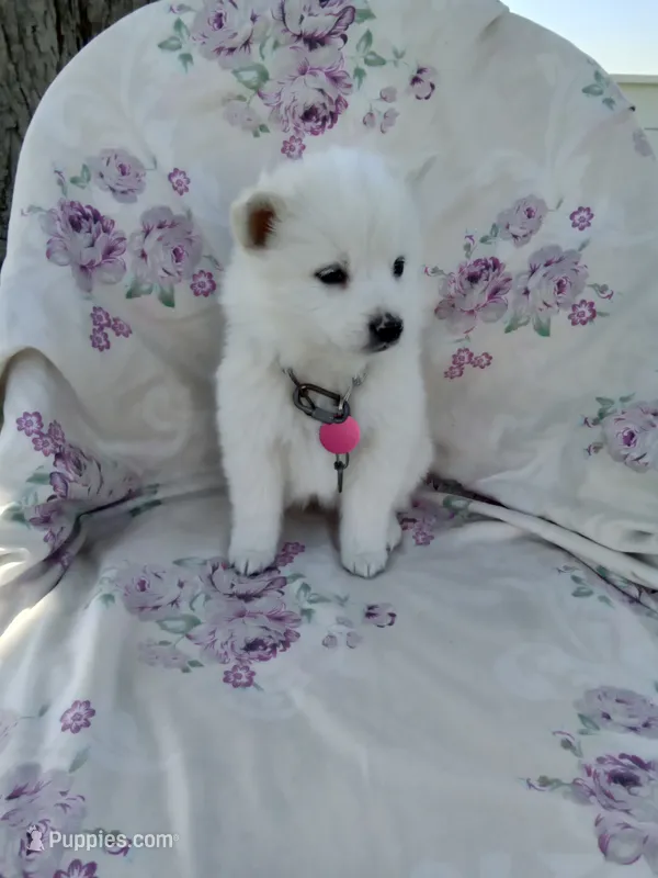 Rosy – American Eskimo puppy for sale in Greencastle, PA