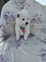 Rosy, a female American Eskimo for sale in Greencastle, PA – 1 of 3