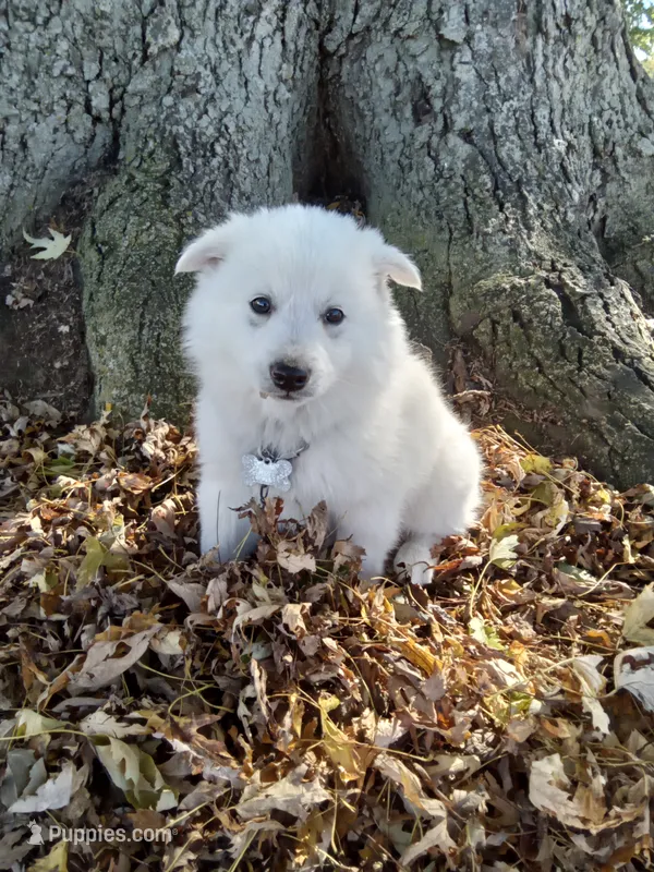 Roxy  – American Eskimo puppy for sale in Greencastle, PA