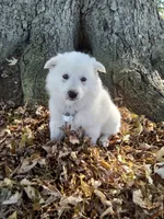 Roxy , a male American Eskimo for sale in Greencastle, PA – 1 of 3