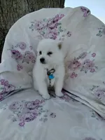 Bobby, a male American Eskimo for sale in Greencastle, PA – 2 of 3