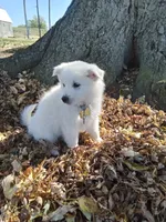 Macey, a female American Eskimo for sale in Greencastle, PA – 1 of 1