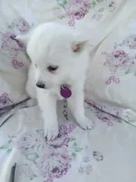 Lilac , a female American Eskimo for sale in Greencastle, PA – 3 of 3
