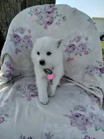 Rosy, a female American Eskimo for sale in Greencastle, PA – 2 of 3