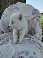 Dandelion , a female American Eskimo for sale in Greencastle, PA – 2 of 3