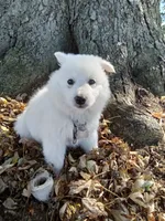 Roxy , a male American Eskimo for sale in Greencastle, PA – 3 of 3