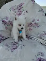 Bobby, a male American Eskimo for sale in Greencastle, PA – 3 of 3