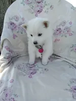 Rosy, a female American Eskimo for sale in Greencastle, PA – 3 of 3