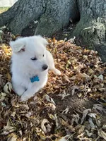 Duffy, a male American Eskimo for sale in Greencastle, PA – 2 of 2