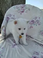 Dandelion , a female American Eskimo for sale in Greencastle, PA – 3 of 3