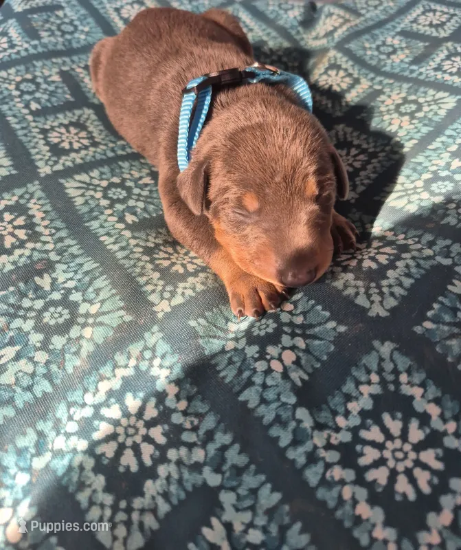 Female blue rust – Doberman Pinscher puppy for sale in Ozark, IL