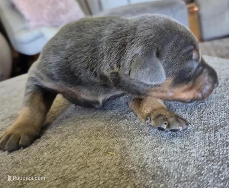 Female blue/tan  doberman pinscher  – Doberman Pinscher puppy for sale in Ozark, IL