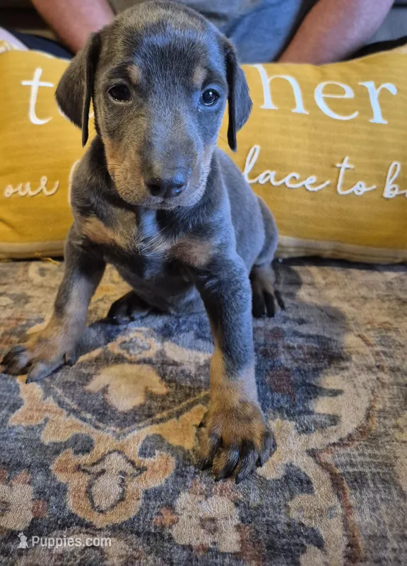 Female blue/tan  doberman pinscher  – Doberman Pinscher puppy for sale in Ozark, IL