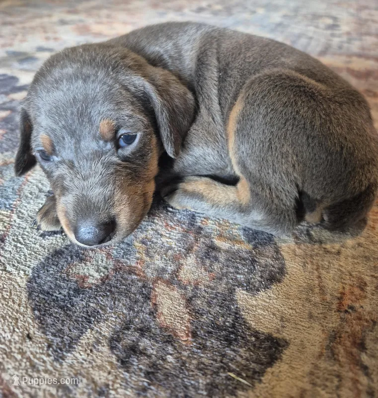 Female blue/tan  doberman pinscher  – Doberman Pinscher puppy for sale in Ozark, IL