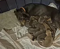 Female blue/rust  doberman pinscher , a female Doberman Pinscher for sale in Ozark, IL – 5 of 6
