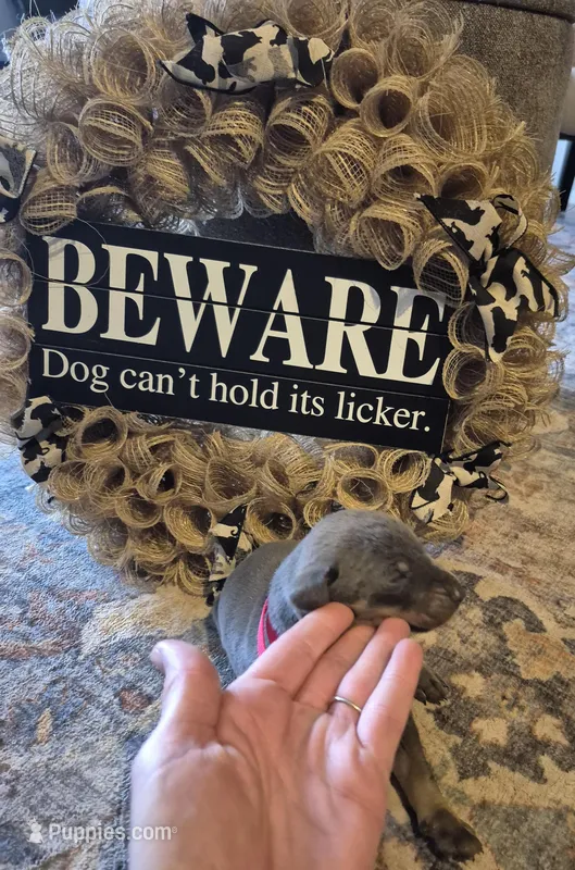 Female blue/tan  doberman pinscher  – Doberman Pinscher puppy for sale in Ozark, IL