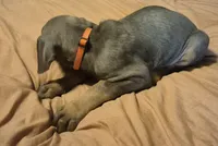 Male blue/rust, a male Doberman Pinscher for sale in Ozark, IL – 2 of 9