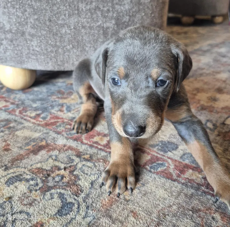Male blue/tan – Doberman Pinscher puppy for sale in Ozark, IL