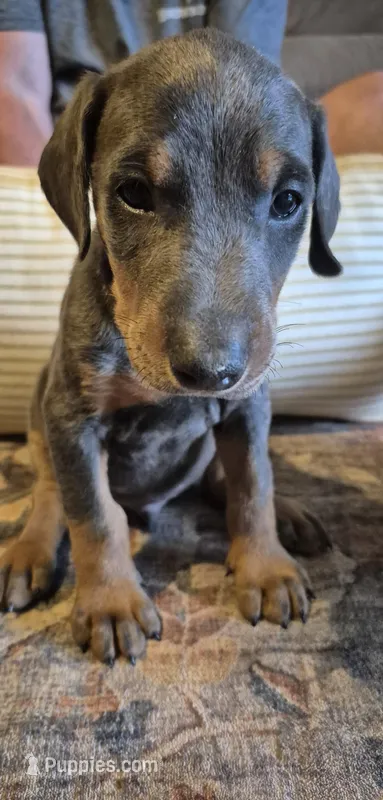 Male blue/tan – Doberman Pinscher puppy for sale in Ozark, IL