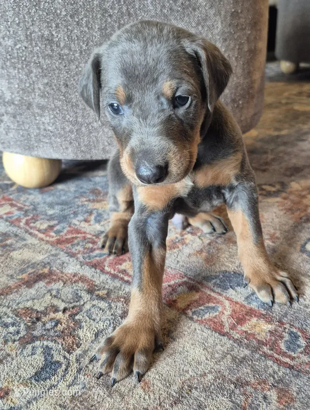 Male blue/tan  – Doberman Pinscher puppy for sale in Ozark, IL