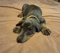 Female blue/rust  doberman pinscher , a female Doberman Pinscher for sale in Ozark, IL – 1 of 4