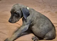 Female blue/rust  doberman pinscher, a female Doberman Pinscher for sale in Ozark, IL – 4 of 5