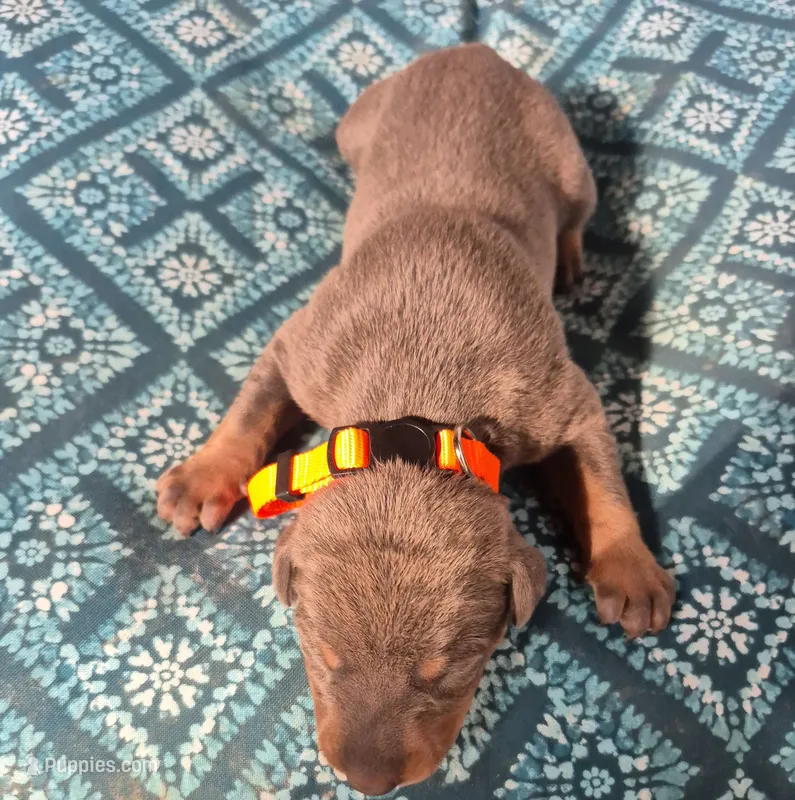 Male blue rust – Doberman Pinscher puppy for sale in Ozark, IL