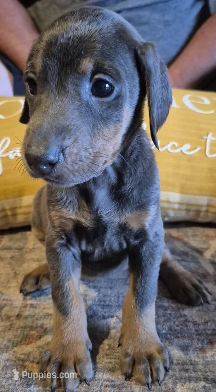 Female blue/tan  doberman pinscher – Doberman Pinscher puppy for sale in Ozark, IL