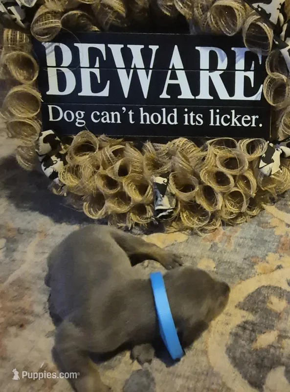 Female blue/tan  doberman pinscher  – Doberman Pinscher puppy for sale in Ozark, IL