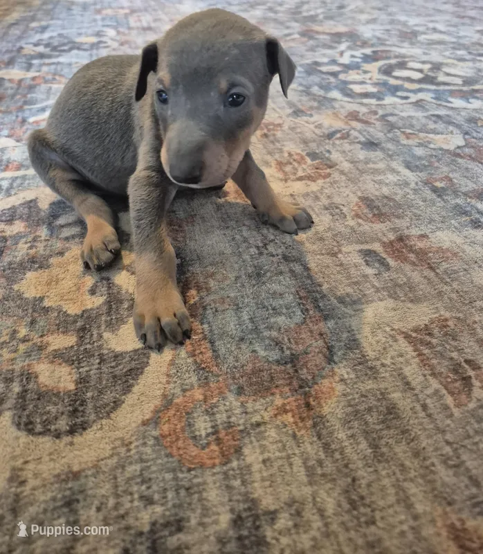 Female blue/tan  doberman pinscher  – Doberman Pinscher puppy for sale in Ozark, IL