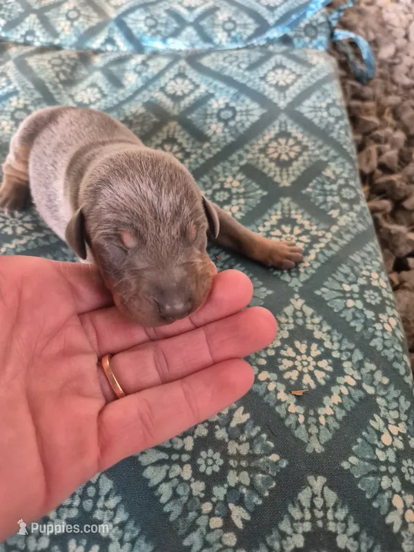Male blue rust  – Doberman Pinscher puppy for sale in Ozark, IL
