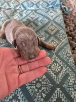 Male blue rust , a male Doberman Pinscher for sale in Ozark, IL – 1 of 1