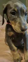 Female blue/rust doberman pinscher, a female Doberman Pinscher for sale in Ozark, IL – 3 of 5