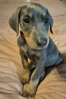 Female blue/rust doberman pinscher, a female Doberman Pinscher for sale in Ozark, IL – 1 of 5