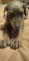 Female blue/rust  doberman pinscher, a female Doberman Pinscher for sale in Ozark, IL – 2 of 5